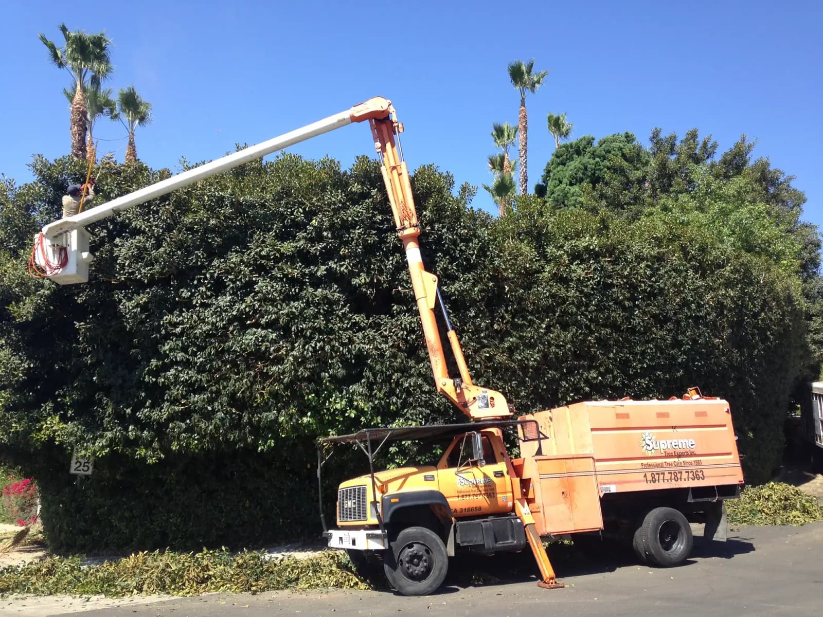 A branded Supreme Tree Experts boom truck with the bucket raised, shearing a tall hedge to an even line