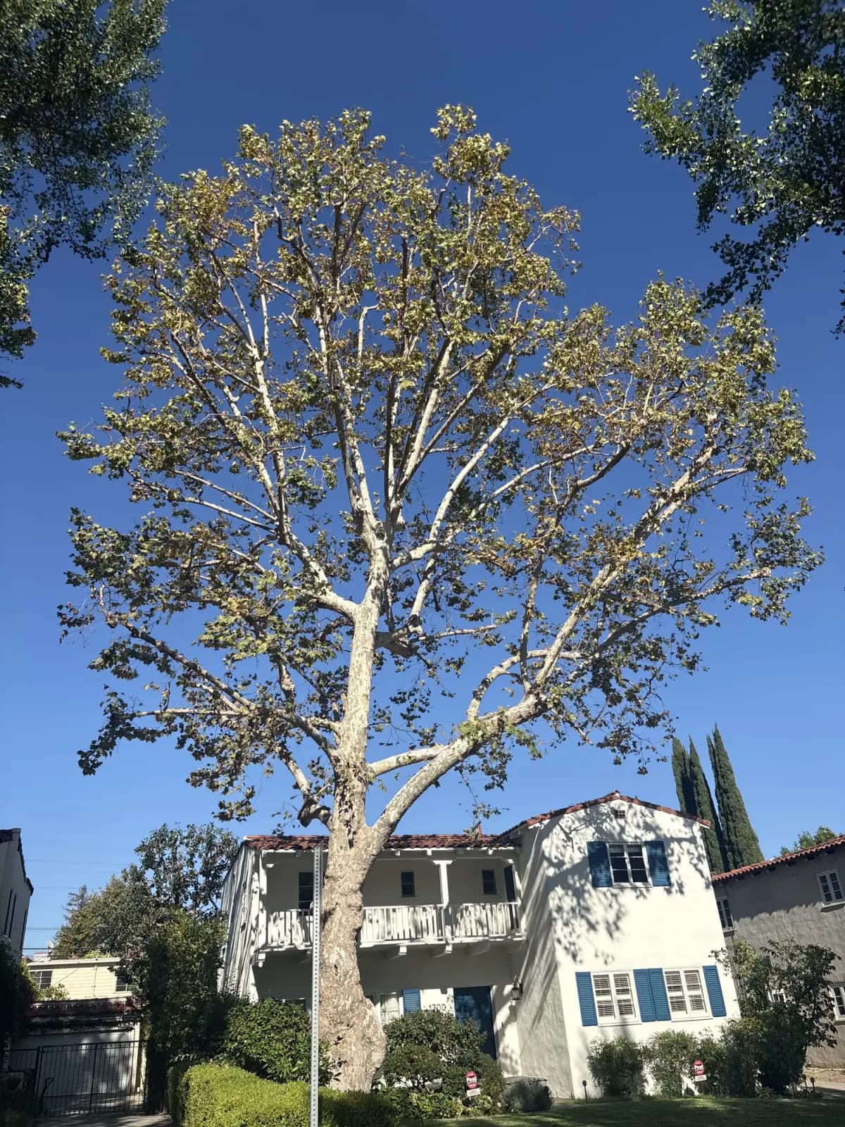 A broad sycamore with pale bark spreading over a tile-roofed house