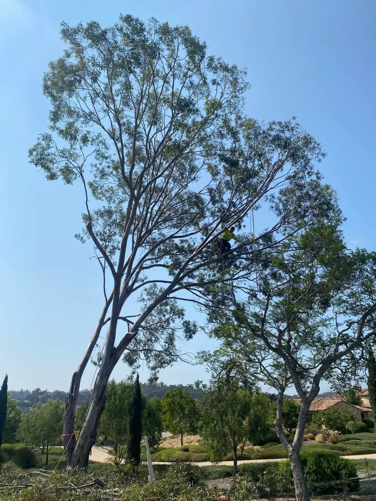 A climber roped high into a eucalyptus canopy among the upper limbs