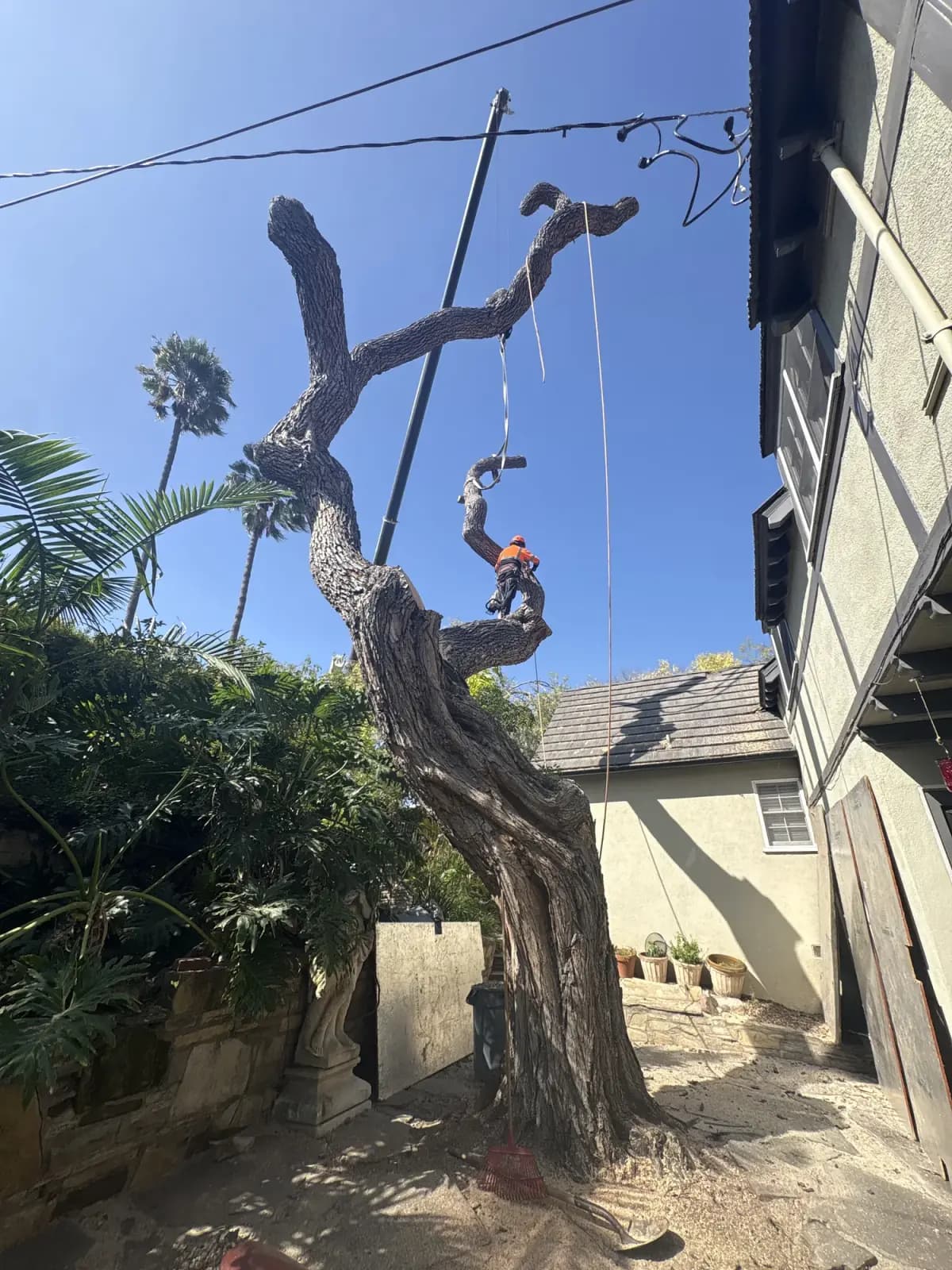 A climber roped into a leaning trunk in the tight gap between a house wall and the garden, palms behind