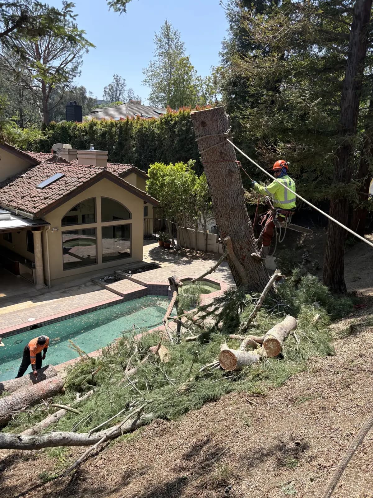 A climber roped into a conifer being taken down over a swimming pool and patio