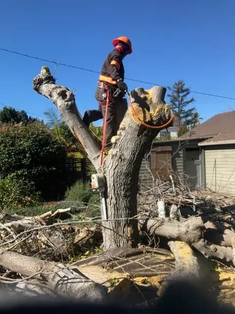 A climber working in a tree cut back hard to its main limbs, fresh cuts visible on every stub