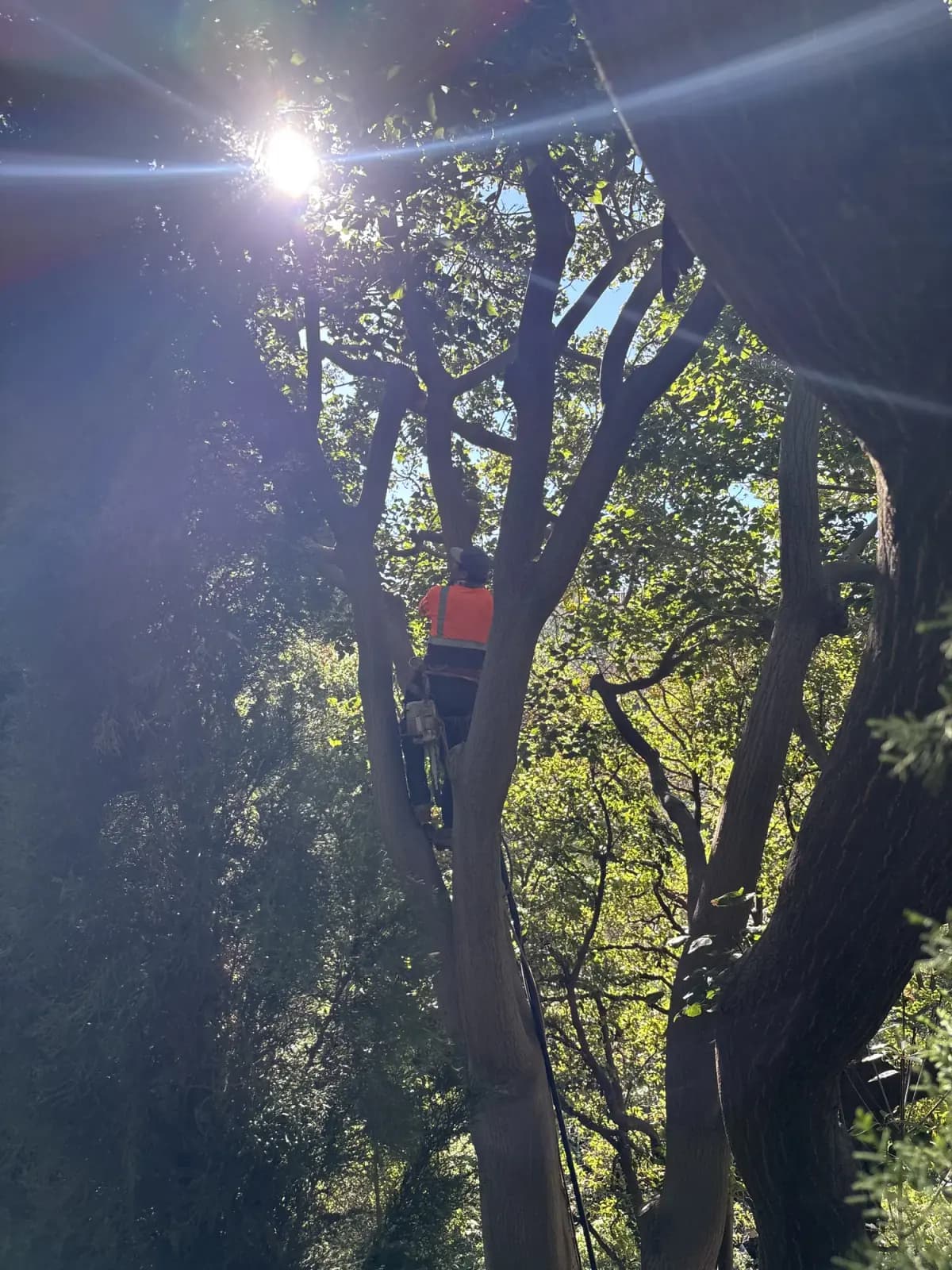 A climber working high in a broad oak canopy, roped in among the upper limbs