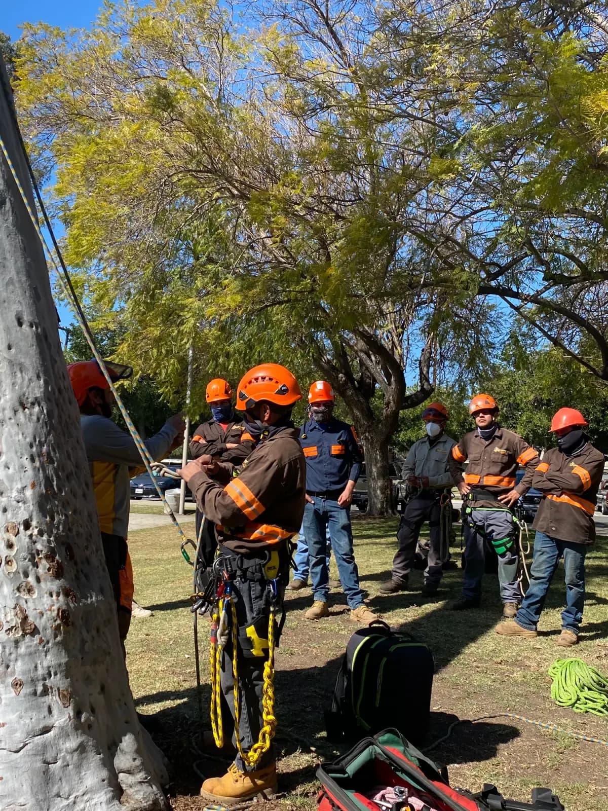 A climbing crew in helmets and saddles gathered under a tree for a briefing, ropes rigged into the canopy