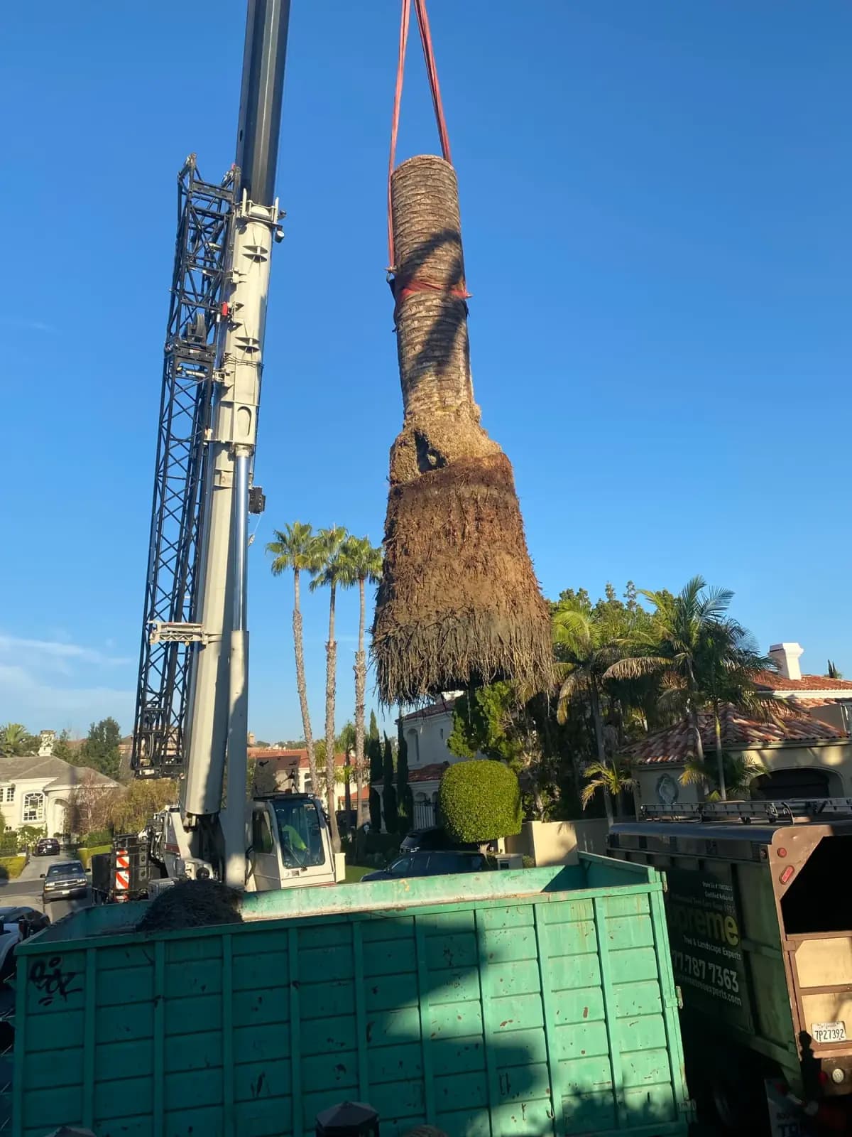 A sectioned palm trunk lifted clear of a property on a crane line, mature palms alongside