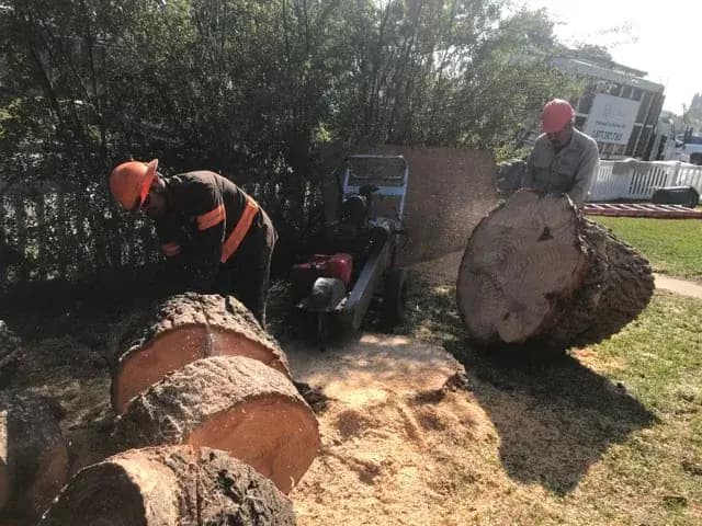 A crew member cutting oversized trunk rounds with a chainsaw, sawdust banked up around the cut