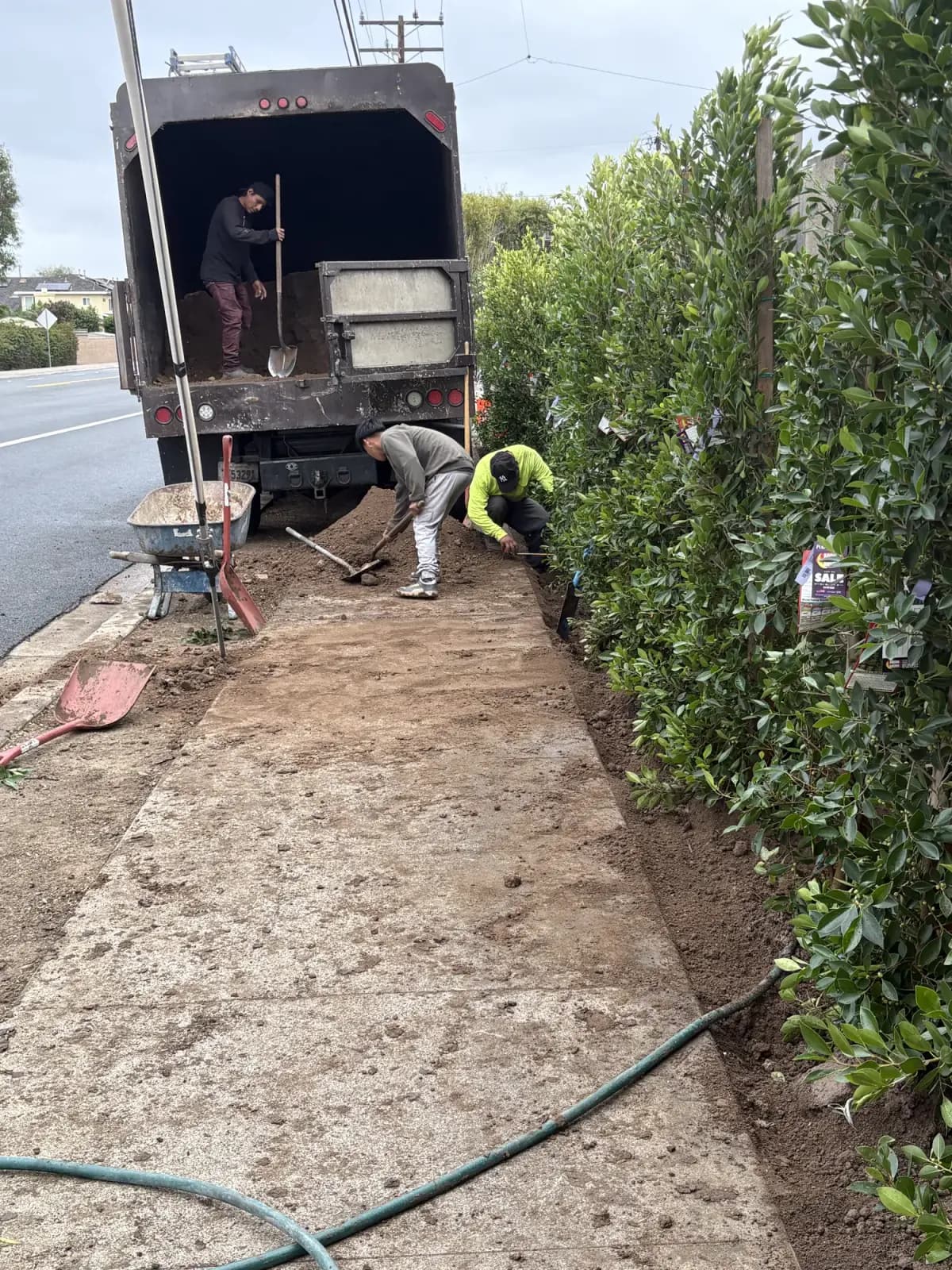 Crew raking and grading a new path beside a clipped hedge, wheelbarrow and tools in use