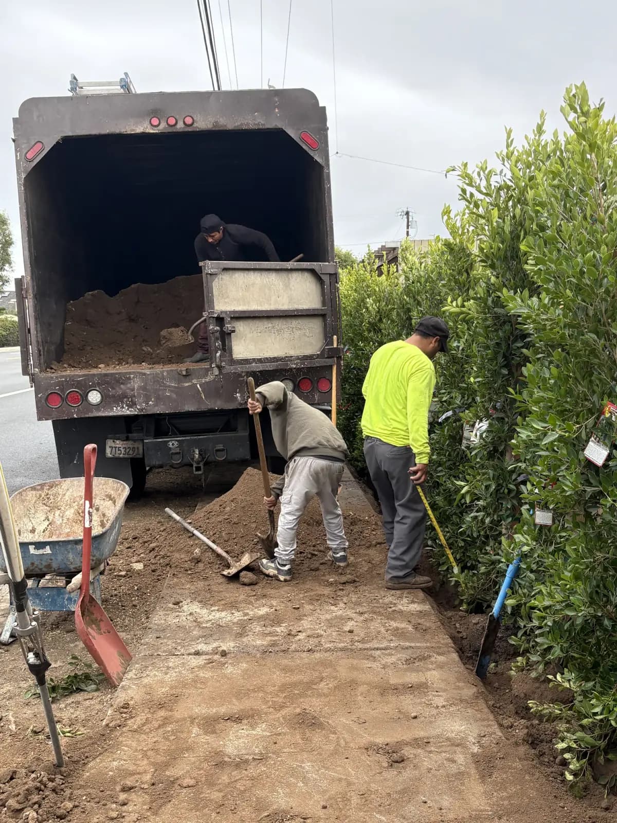 Two crew members moving soil from the back of a dump truck along a new planting bed beside a hedge