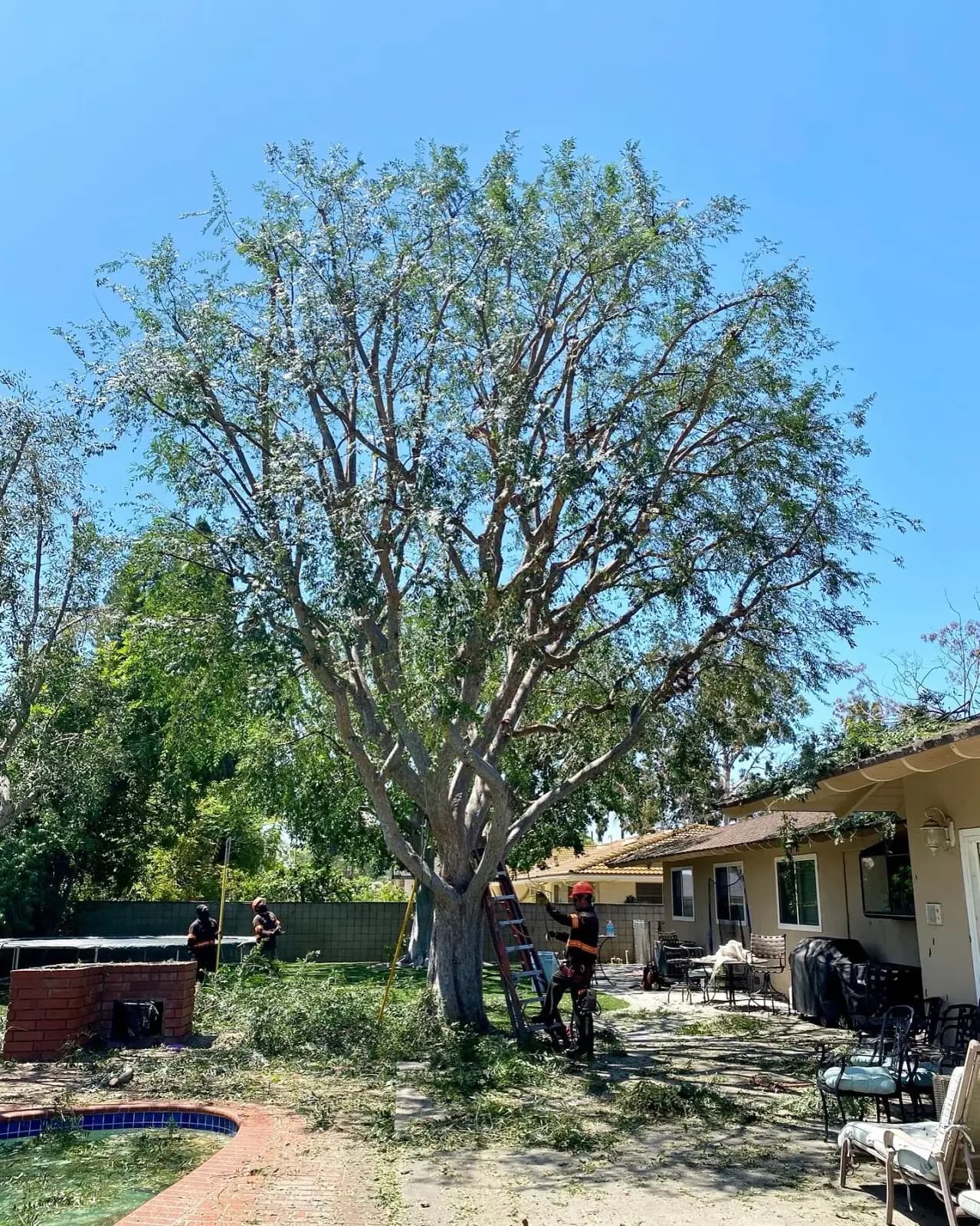 A tall bare-limbed tree beside a house with a ladder against the trunk and crew working at the base