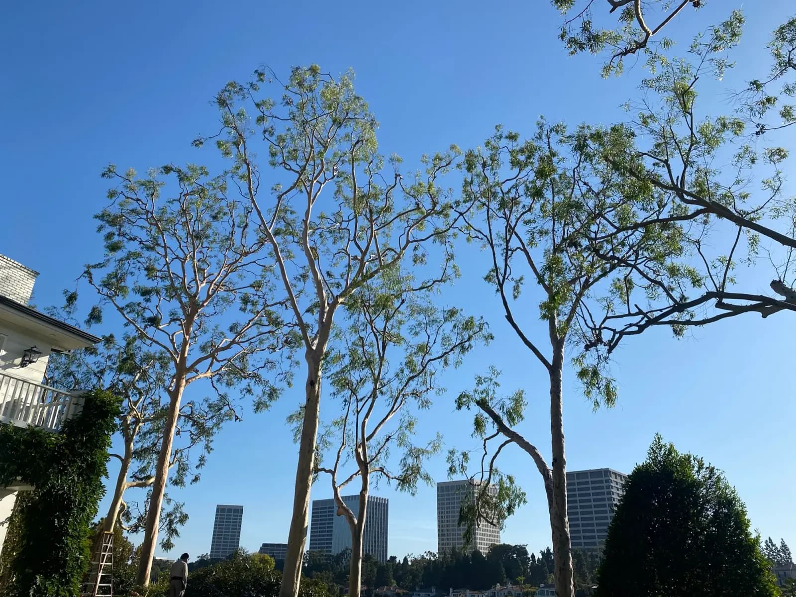 Eucalyptus crowns standing above the rooftops with office towers on the skyline behind