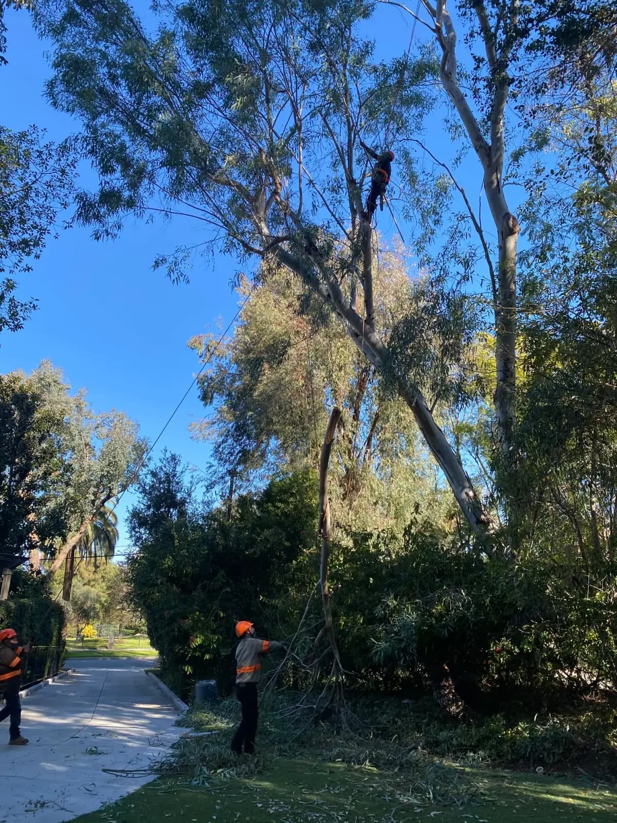 A eucalyptus cut back to clear overhead service lines, the reduced limbs standing against the sky