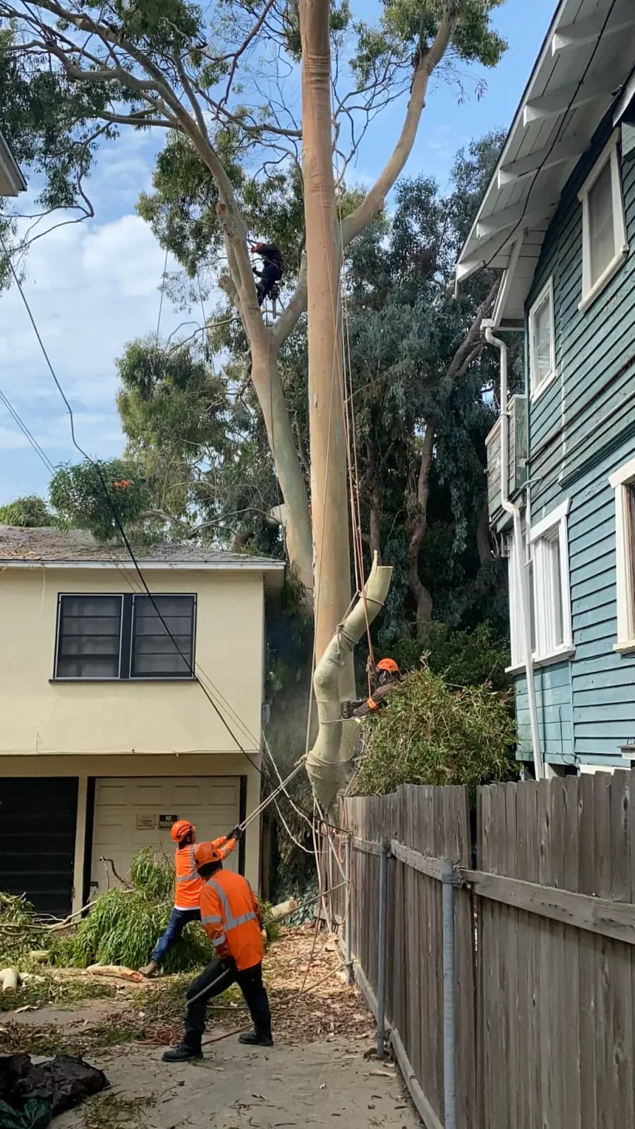 A eucalyptus trunk being taken down from the narrow gap between two houses, rigging lines run to the ground