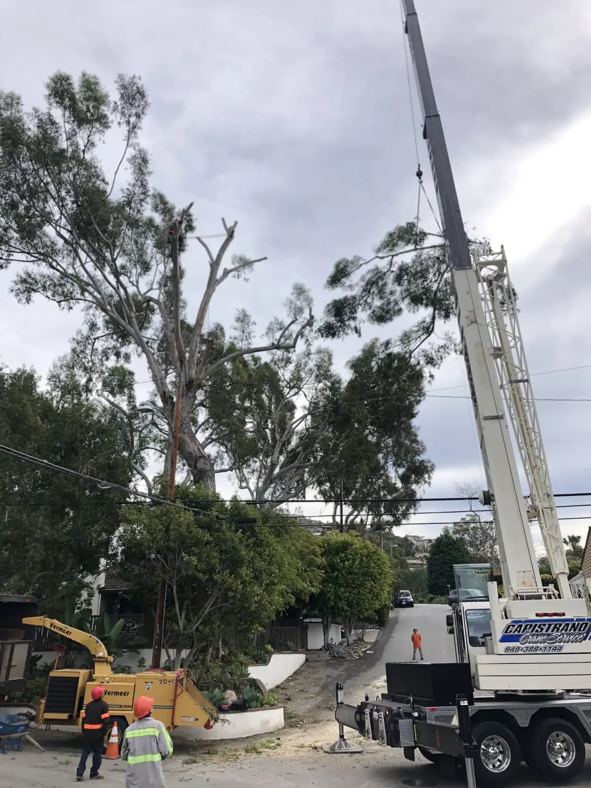 A eucalyptus being worked from a lift under an overcast sky, the boom raised into the crown