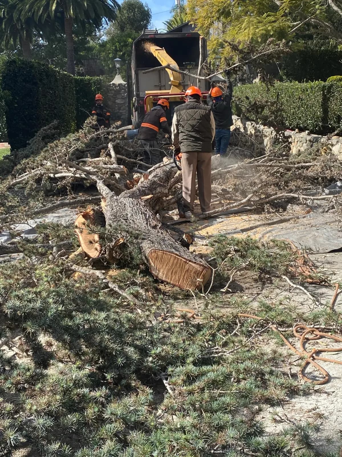 A felled conifer being cut into sections by the crew, brush and rounds spread across the ground
