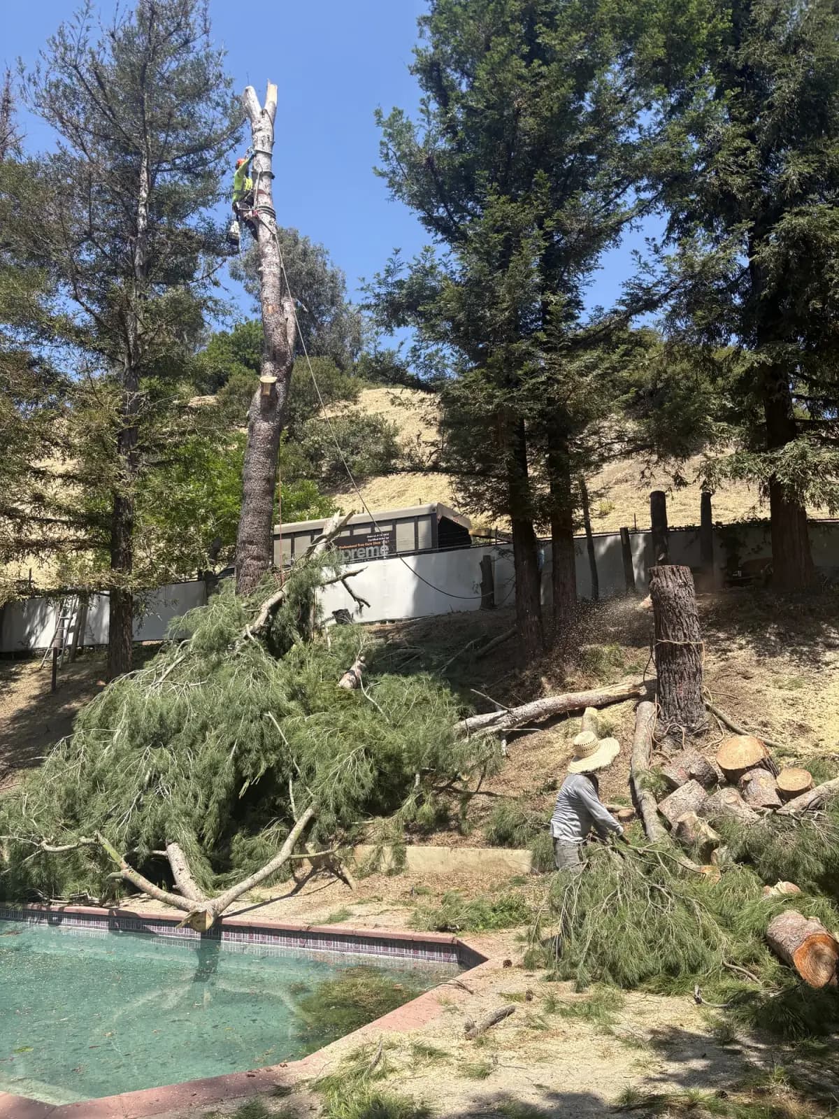 A large conifer felled and sectioned on a slope, brush stacked and the stump cut low