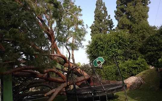 A large tree fallen across a trampoline and a basketball hoop in a back yard