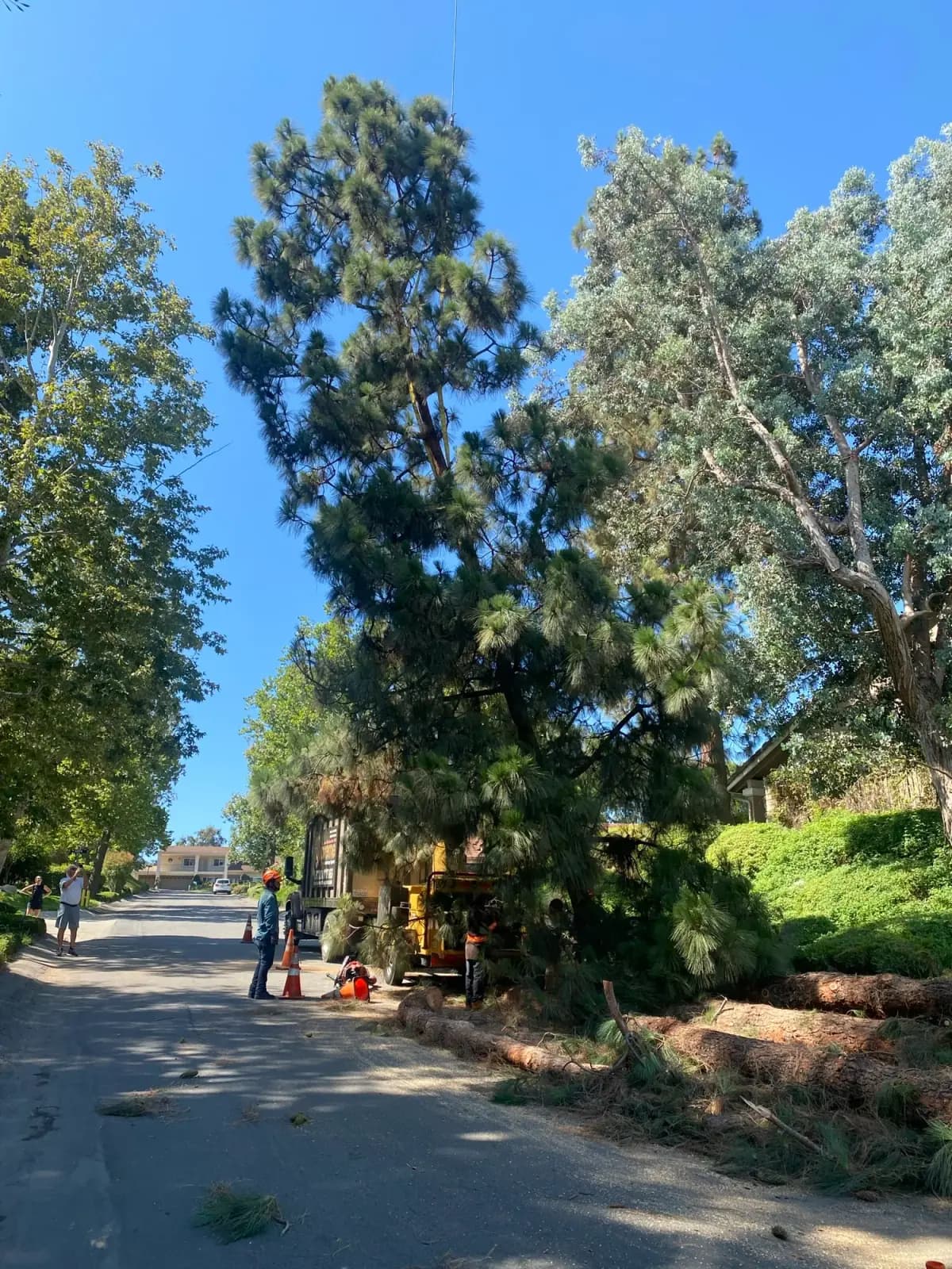 A large street tree in full canopy with crew and equipment working beneath it