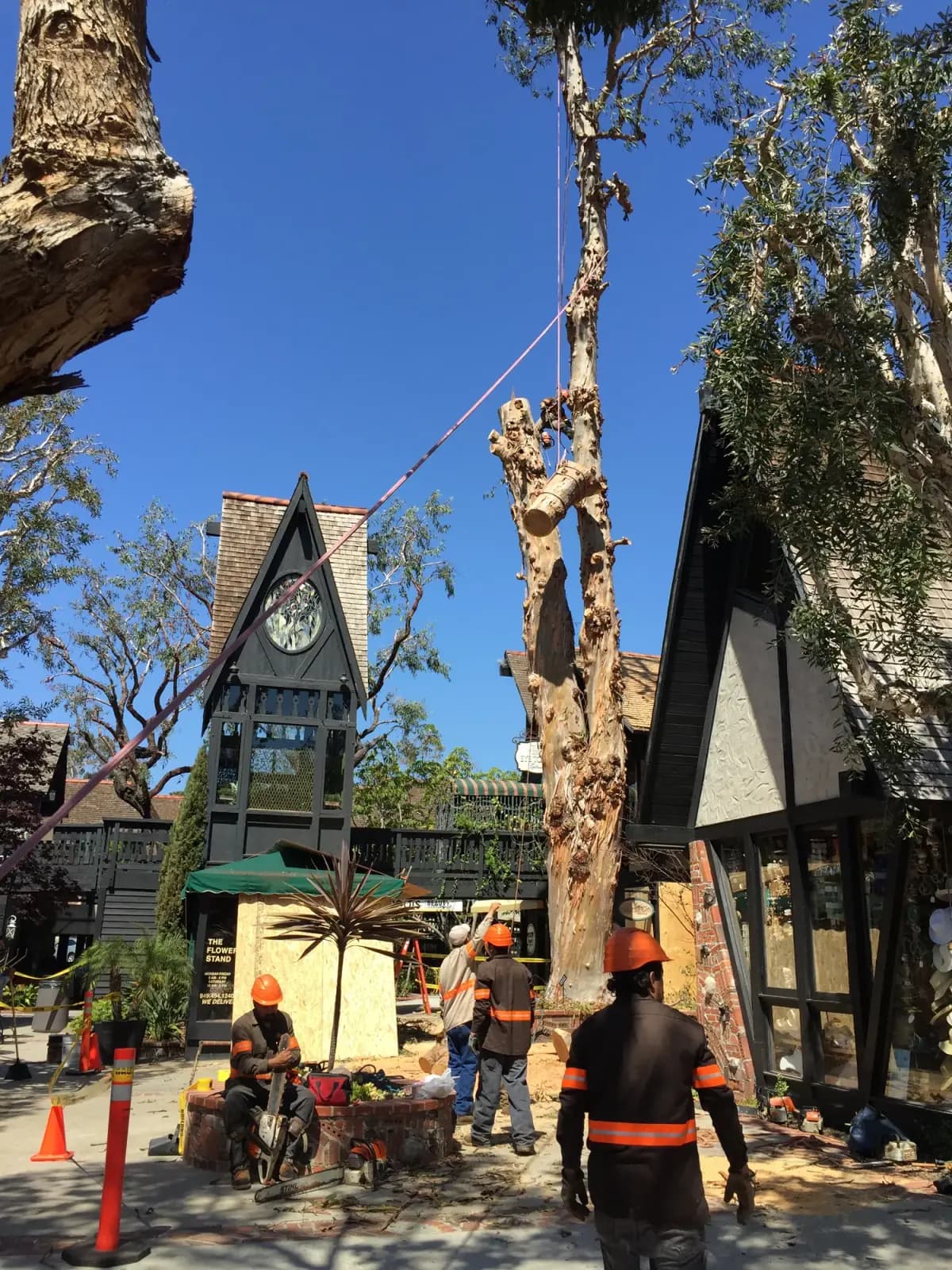 A large tree being dismantled limb by limb beside a timber-framed building with a clock tower