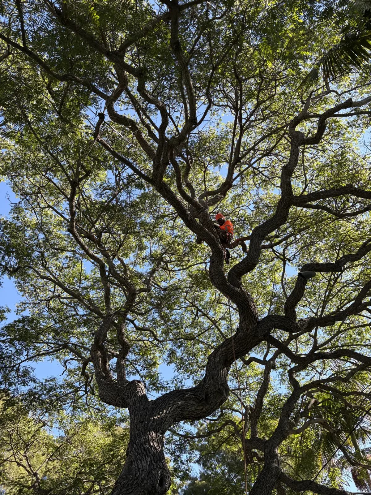 Looking up through the spreading limbs of a mature oak into its crown