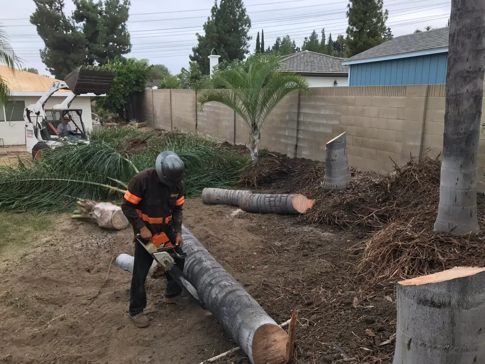 A palm trunk cut into sections on bare ground beside a mulch pile, a crew member working with a chainsaw