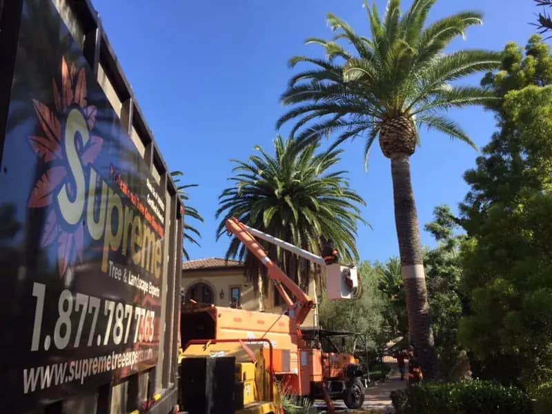 A branded Supreme Tree Experts chipper truck at the kerb, boom lift raised into the palms behind it