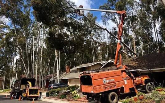 A Supreme Tree Experts boom truck working high in the canopy of a tall eucalyptus
