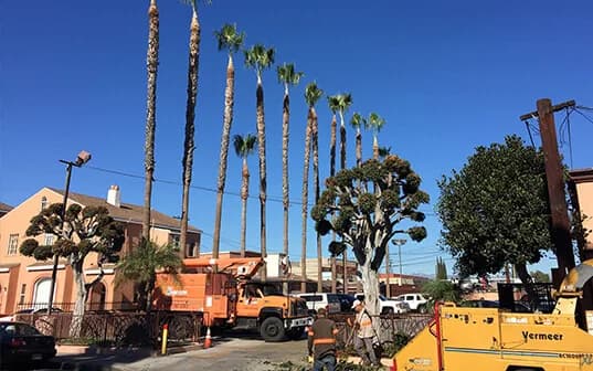 Supreme Tree Experts trucks and a chipper staged beside a row of freshly trimmed Mexican fan palms