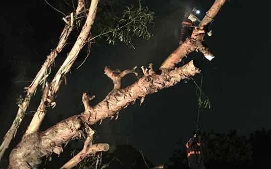 A Supreme Tree Experts crew member cutting tree limbs at night by headlamp