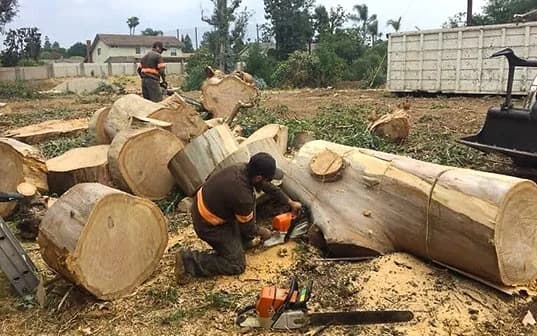 Supreme Tree Experts crew members cutting felled tree trunks into log sections in an open field