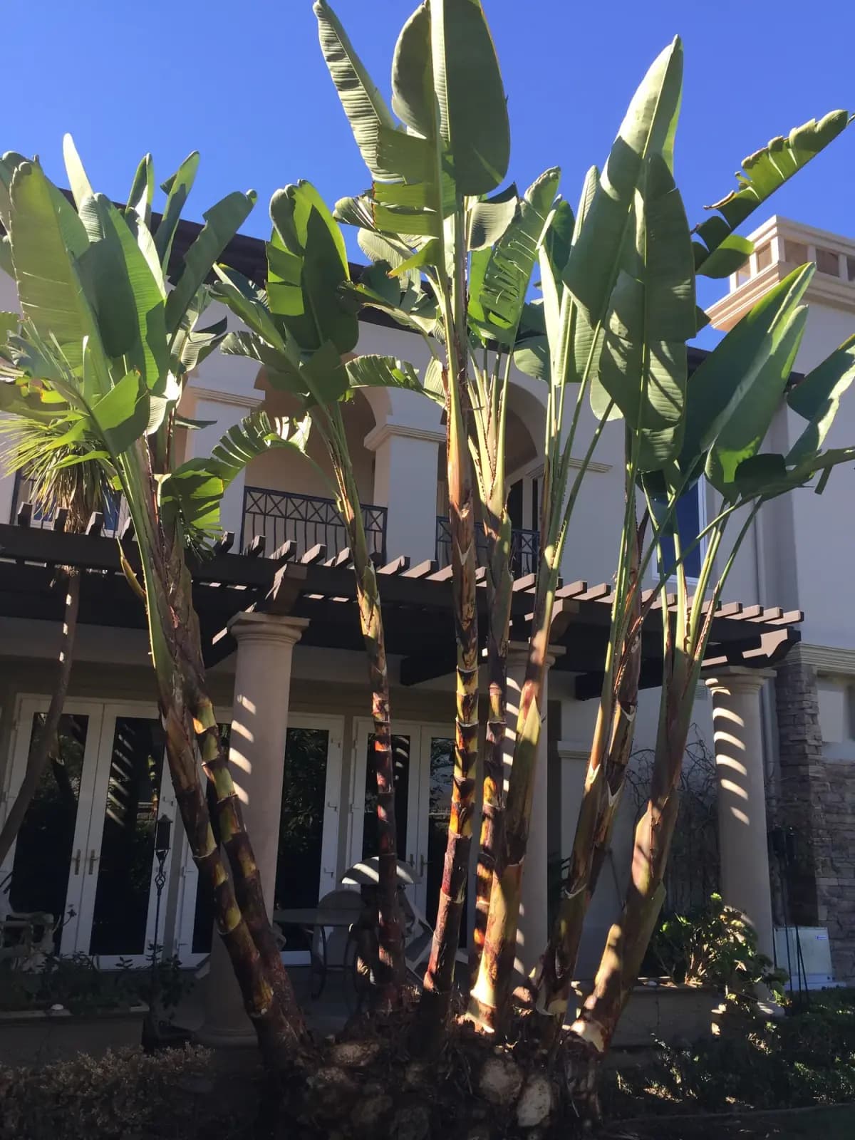 Tall traveller palms in front of a white estate house with a balcony and pergola