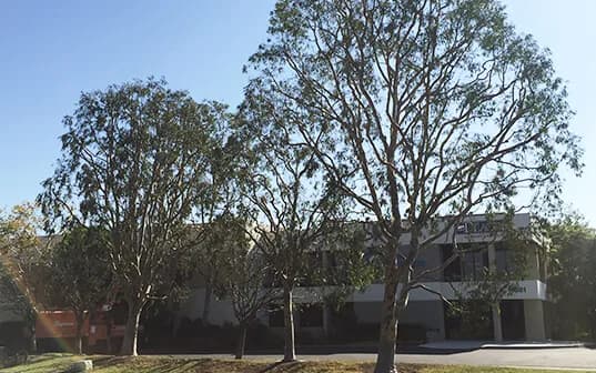 Freshly trimmed trees lining the frontage of a commercial office building