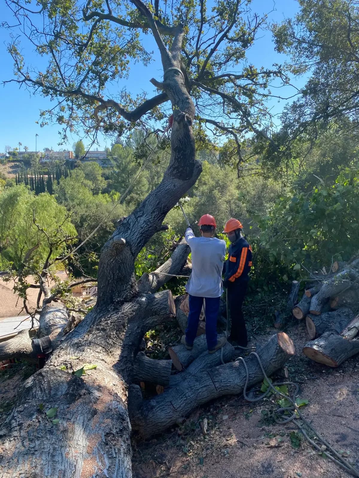 Two crew members standing on a failed oak limb, cutting it into sections where it came down