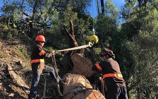 A crew taking down a large tree on a steep hillside, working off ropes — tree removal serving Altadena, CA
