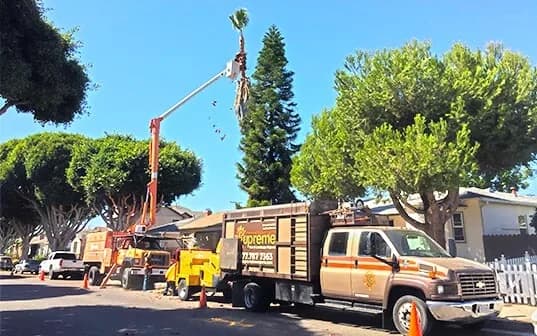 A Supreme Tree Experts truck outside a house with a climber working in the crown of a palm — palm tree trimming serving Fallbrook, CA