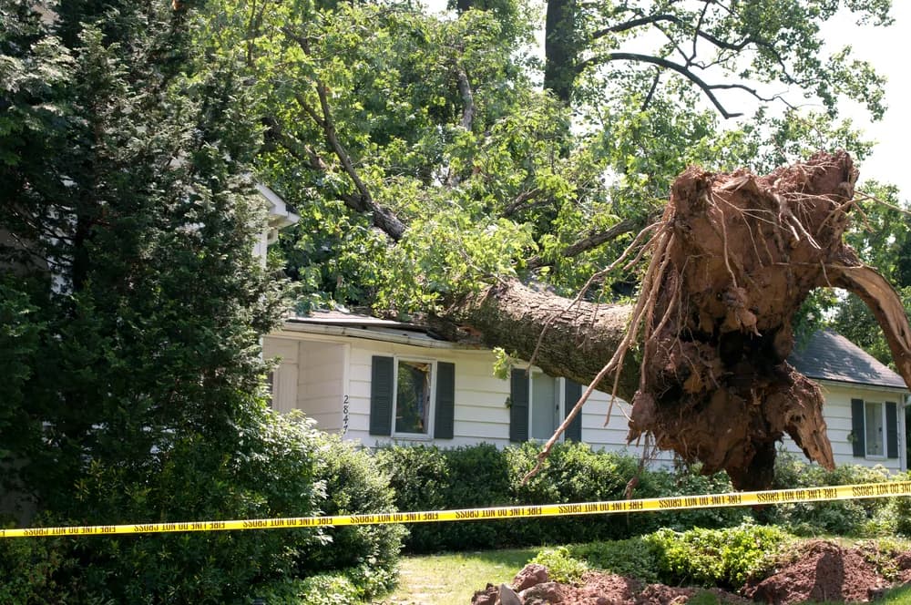 A wind-thrown hardwood lying across the roof of a single-storey house, its root plate torn out of the ground, with fire-line tape strung across the front garden