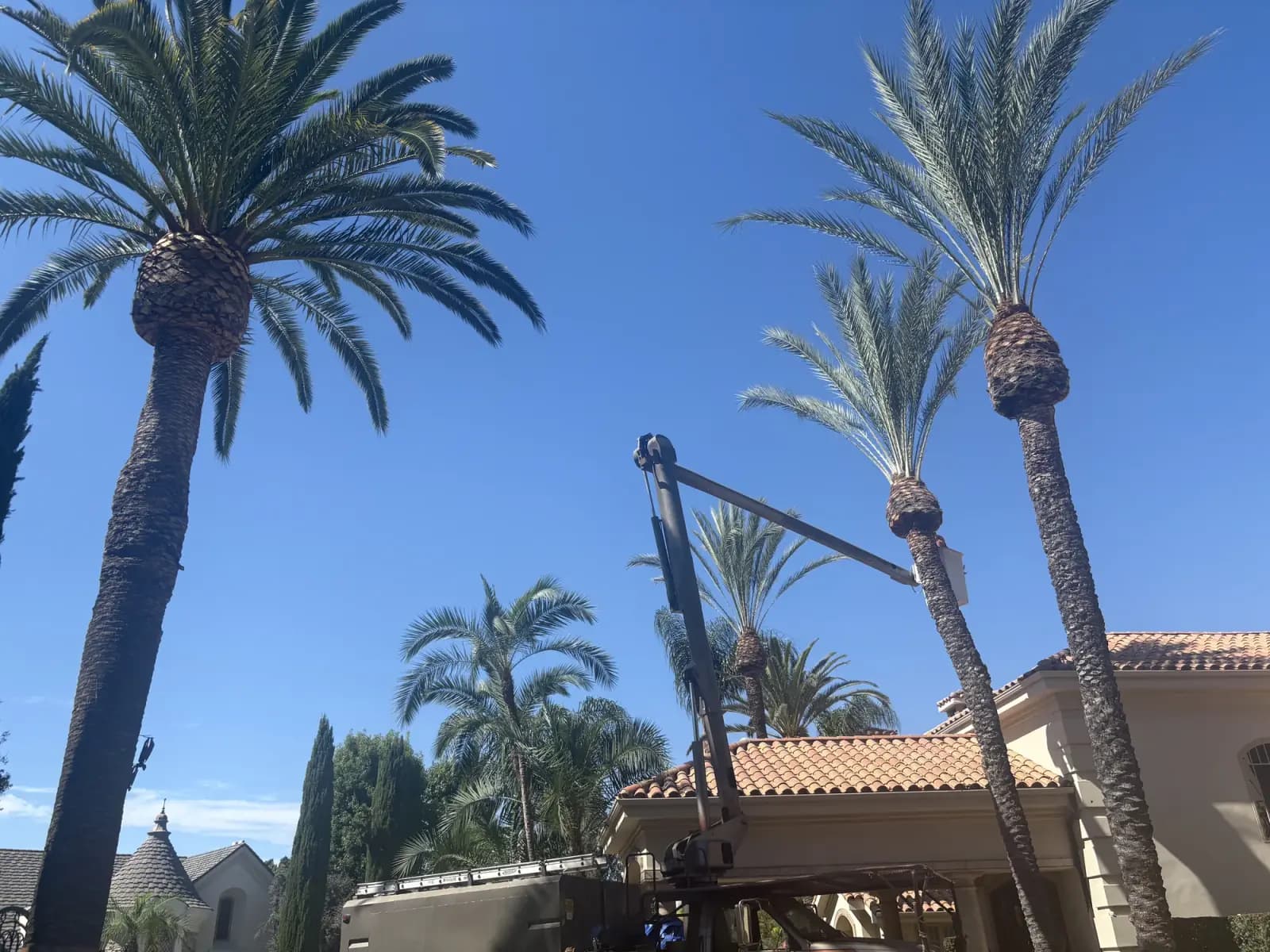 Palm trimming from a lift truck