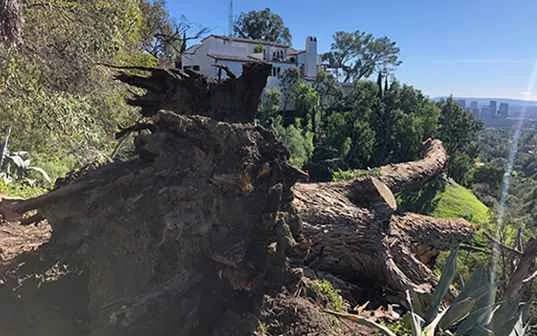 A mature tree uprooted on a hillside lot, its root plate torn clean out of the slope and the trunk lying downhill