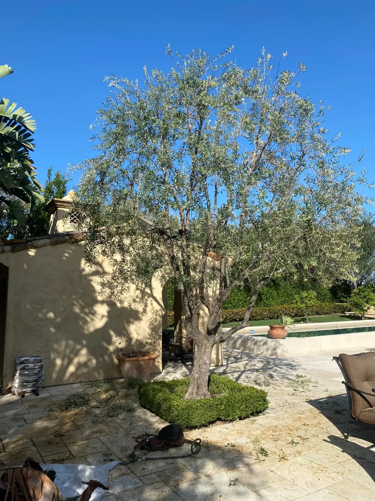 Tree maintenance on a mature olive tree