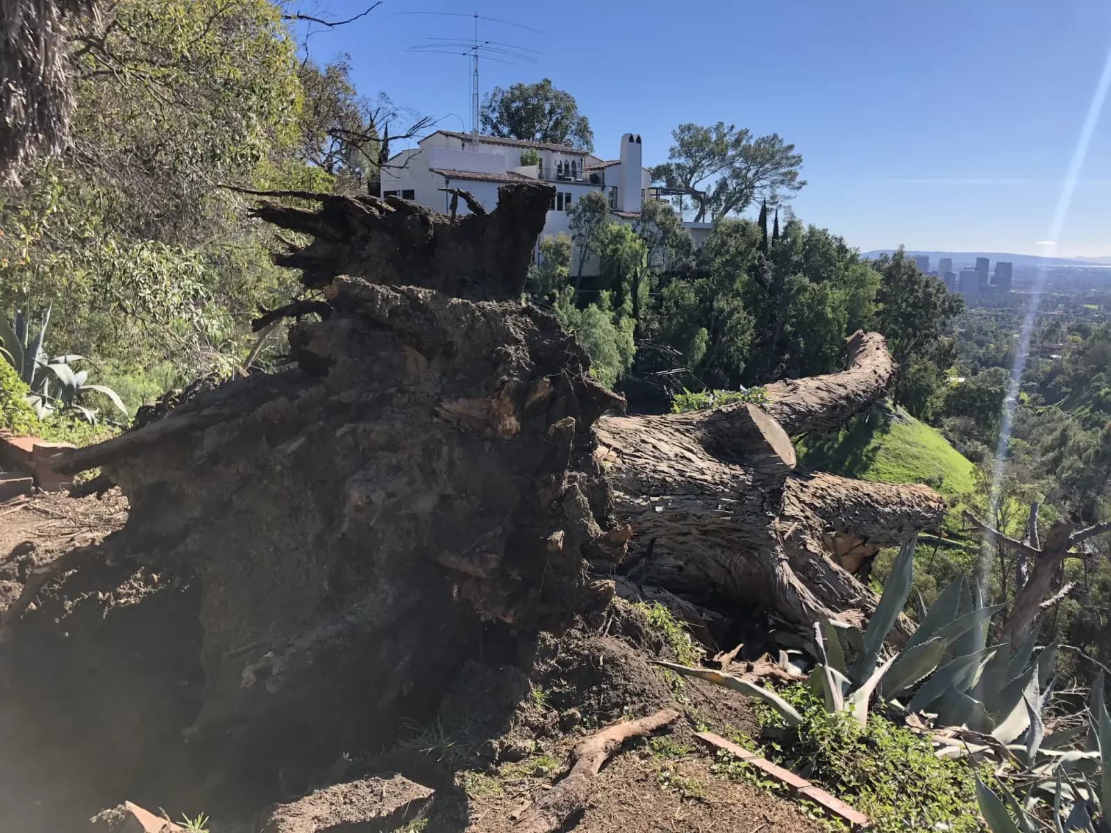 Emergency call-out: uprooted tree on a hillside
