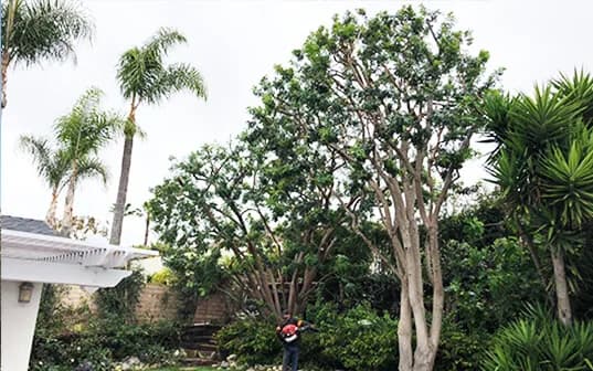 A Supreme Tree Experts crew member blowing down the beds at the end of a visit, beneath a multi-trunk specimen with smooth pale trunks and queen palms behind it