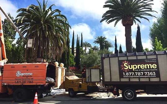 Two Supreme Tree Experts trucks and a compact loader parked at an estate gateway beneath Canary Island date palms and Italian cypress