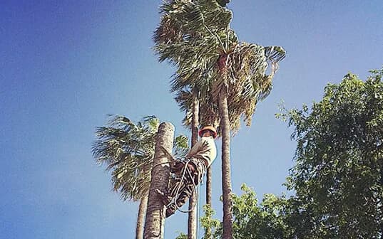 A Supreme Tree Experts climber roped high in a fan palm crown cutting spent fronds, with two more skinned trunks alongside