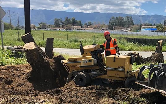 A Supreme Tree Experts operator running a Vermeer SC352 stump grinder into a large stump, grindings heaped around the exposed root flare