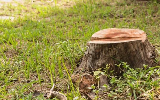 A freshly cut tree stump standing a few inches proud of a lawn, its pale cut face level with the grass and a surface root breaking the turf beside it