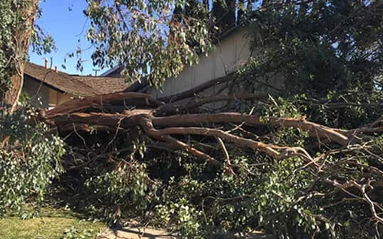 A mature eucalyptus down across a residential yard, its limbs spread over the lawn and up against the house