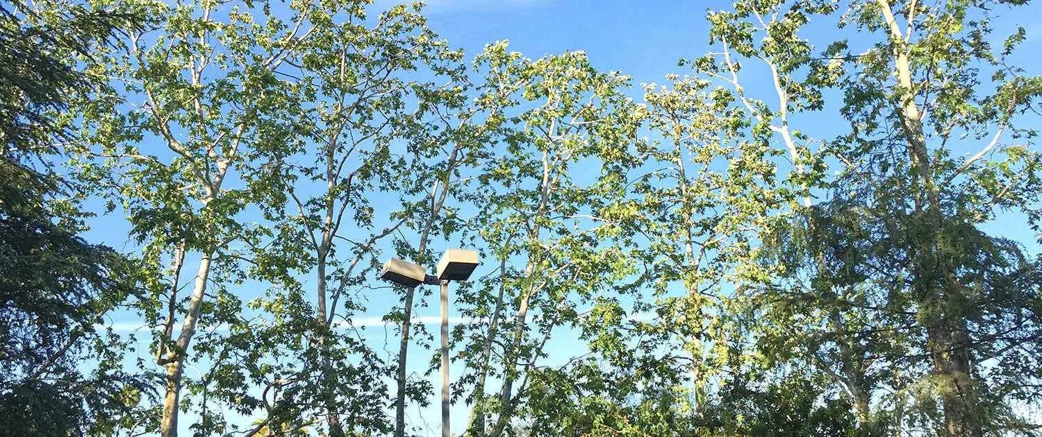 Estate tree care for mature sycamores