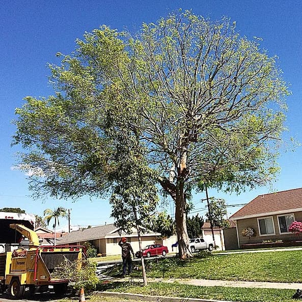 A broad street tree being reduced from the canopy down, a chipper and cut brush at the curb below it, with utility conductors running past the crown