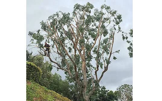 A Supreme Tree Experts climber roped into a union high in the open crown of a large eucalyptus, its pale trunks bare against an overcast sky