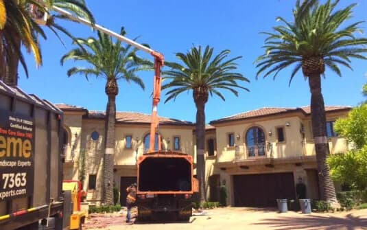 A Supreme Tree Experts lift truck with its boom raised into a row of Canary Island date palms in front of a two-storey estate home, each trunk carrying the pineapple cut