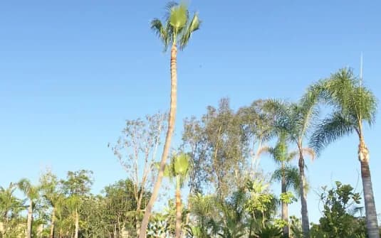 Tall queen palms with smooth ring-scarred trunks and full feather crowns standing clear against an open sky